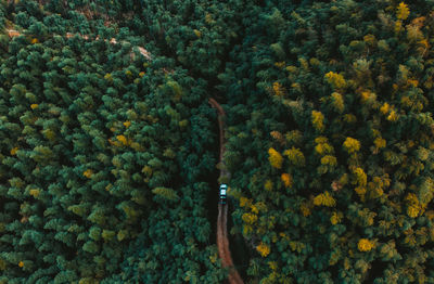 High angle view of trees and plants in forest