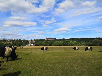 Cows grazing in field