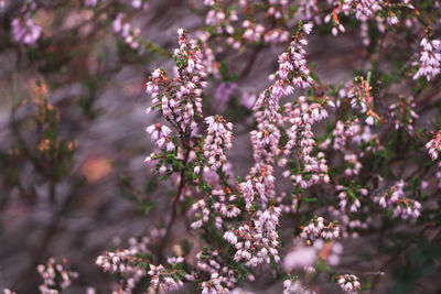 Close-up of purple flowers on tree