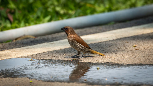 Close-up of bird perching on retaining wall