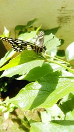 Close-up of insect on leaf