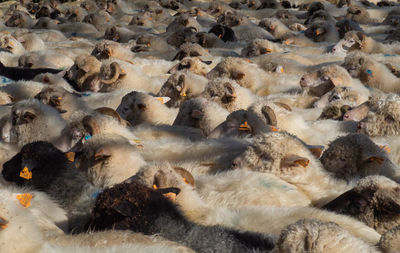 High angle view of birds