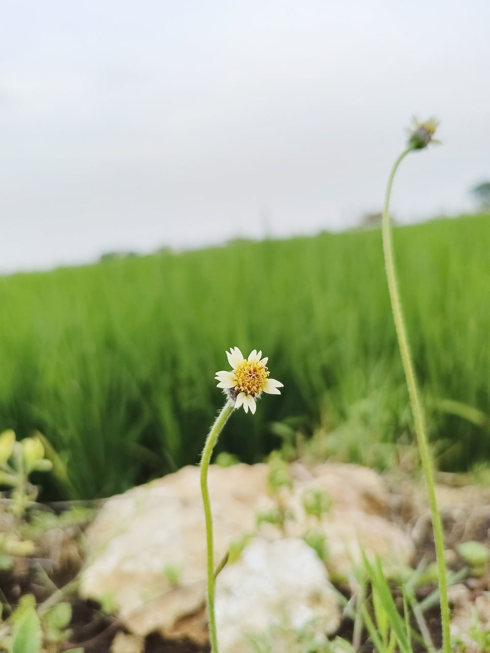 plant, flower, flowering plant, nature, beauty in nature, freshness, green, field, grass, sky, meadow, landscape, growth, grassland, land, prairie, environment, no people, close-up, fragility, rural scene, focus on foreground, day, wildflower, outdoors, selective focus, plain, flower head, tranquility, springtime, summer, non-urban scene, plant stem, scenics - nature, blossom, botany, yellow, food, tranquil scene, rural area, white, daisy, copy space, inflorescence, cloud, agriculture