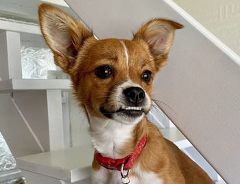 Close-up portrait of a dog at home