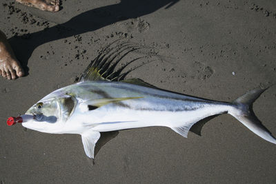 Low section of person standing by dead fish on sand at beach