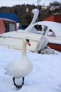 Close-up of swan on snow