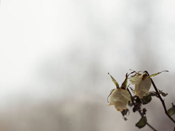 Faded roses couple on dramatic background