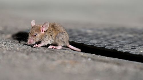Close-up of dead plant
