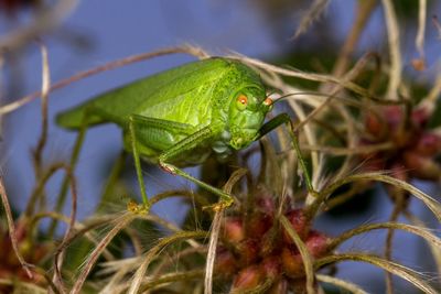 Close-up of insect on plant