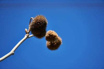 Low angle view of flowering plant against clear blue sky
