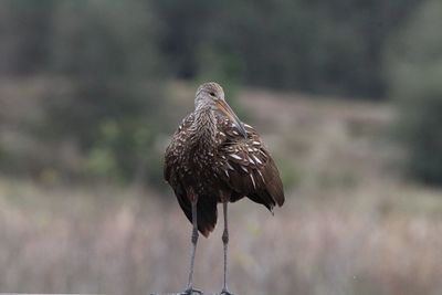 Bird perching outdoors