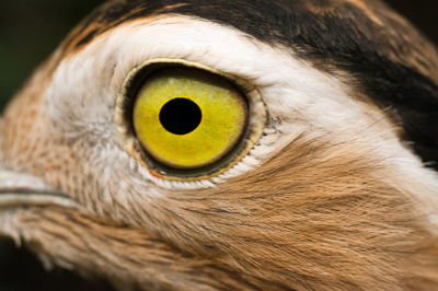 Close-up of double-striped thick-knee bird