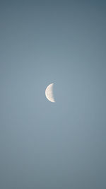 Close-up of bird flying against clear sky