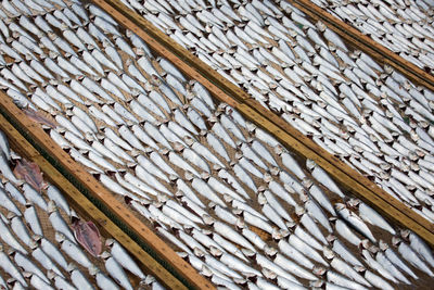 High angle view of fish on wood