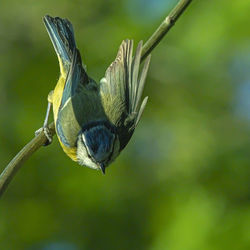 Close-up of bird perching on branch