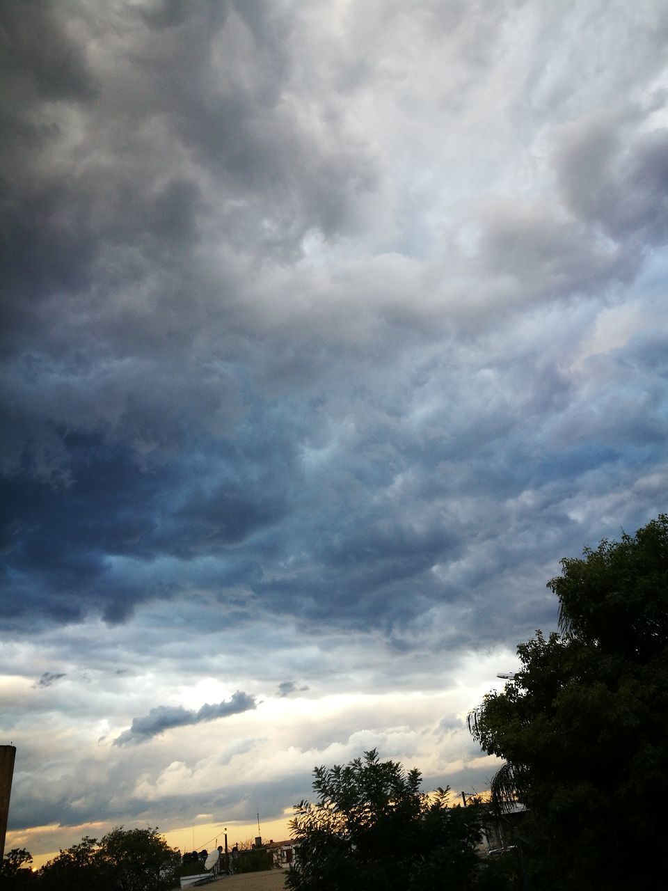 LOW ANGLE VIEW OF TREES AND SKY