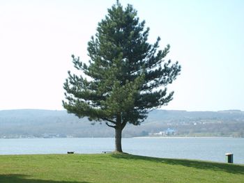 Tree by sea against sky