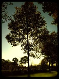 Trees growing against sky