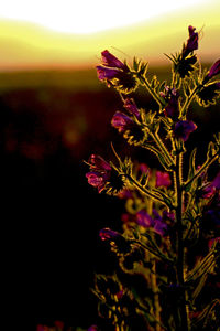 Close-up of flowering plant against sky