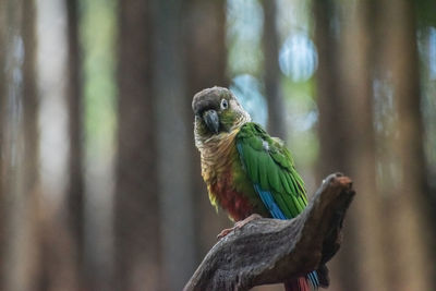 Close-up portrait of parrot perching on branch in cage