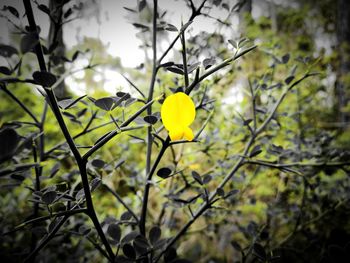 Close-up of yellow tree branch