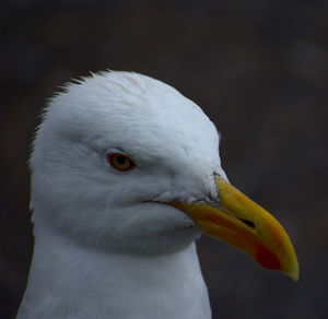 Close-up of seagull