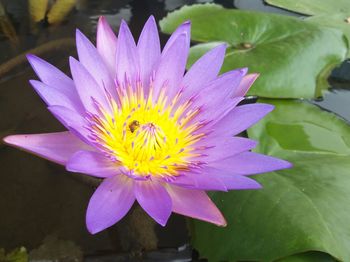 Close-up of lotus water lily