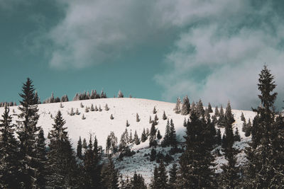 Panoramic view of trees against sky