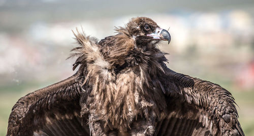 Close-up of vulture