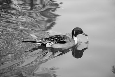 Close-up of swan swimming on lake