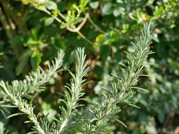 Close-up of fresh green plants