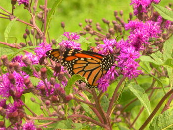 Close-up of butterfly pollinating on purple flower