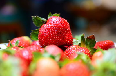 Close-up of red berries