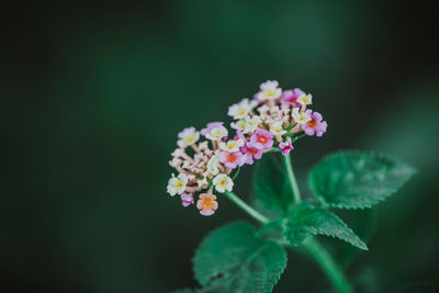 Close-up of flowering plant