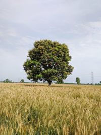 Tree on field against sky