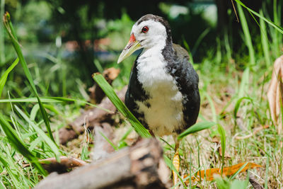 Close-up of bird perching on a field