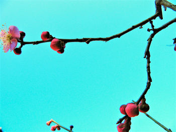 Low angle view of fruits hanging on tree against sky