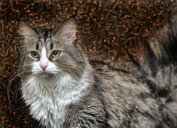 Close-up portrait of a cat