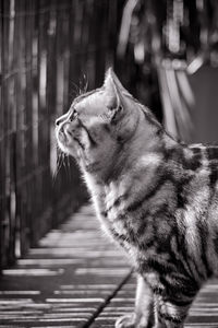 Close-up of a cat looking away