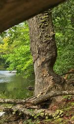 Tree trunk by river in forest