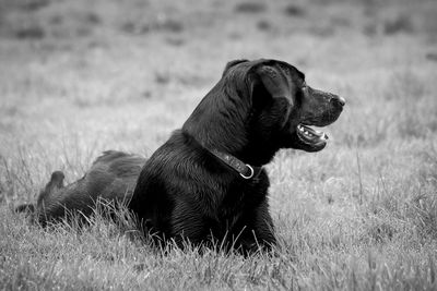 Close-up of dog sitting on field
