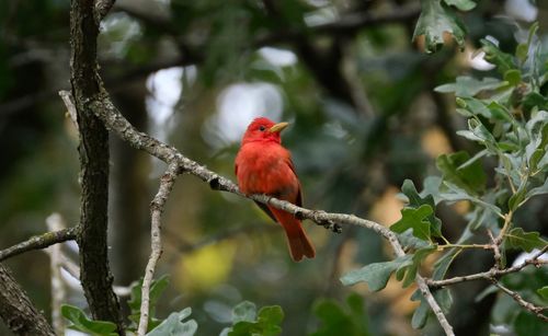 Bird perching on a branch