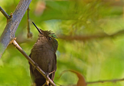 Close-up of antillean created hummingbird perching on branch