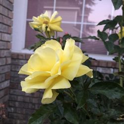Close-up of yellow flowering plant