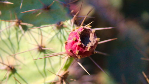 Close-up of insect on pink flower