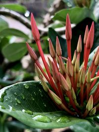 Close-up of succulent plant