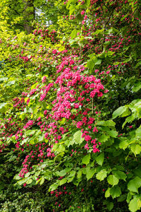 Pink flowering plants in garden