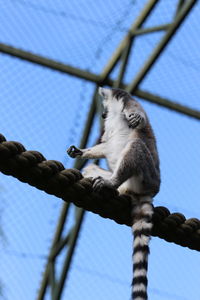 Low angle view of monkey hanging on rope