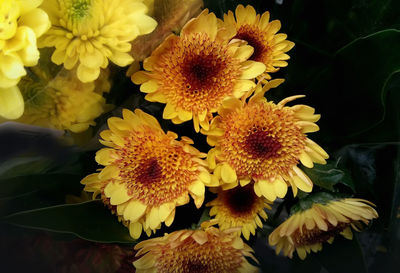 Close-up of flowers