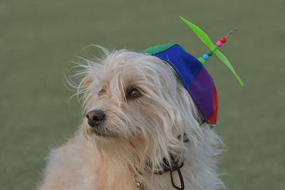 Close-up of dog looking away